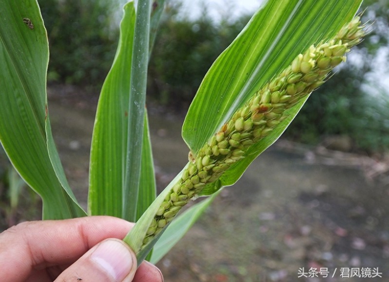 高粱:可食用可酿酒,高粱穗可制扫帚!很多年轻人没有见过!