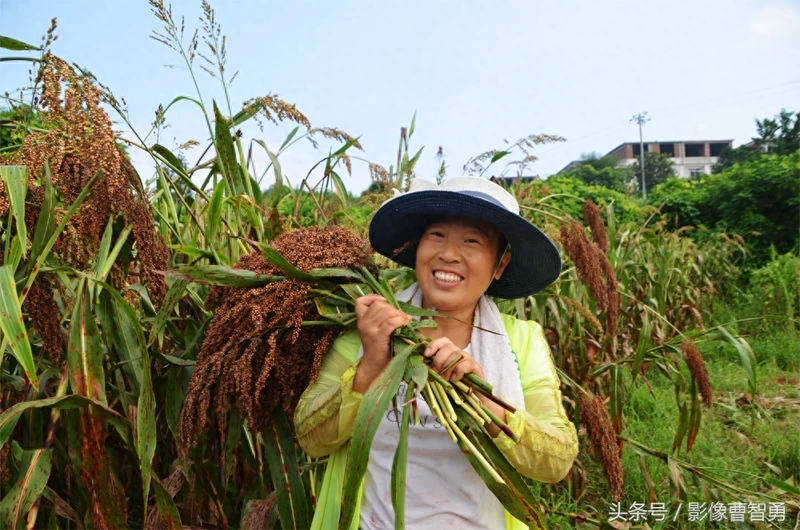 农村大姐自家地剪高粱,种的高粱带糯性,蒸出的高粱粑那才叫美味