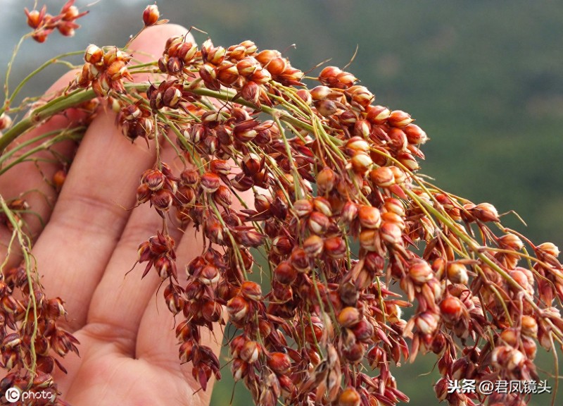乡村植物美图:湖北宜昌农民种植的红高粱粒粒饱满