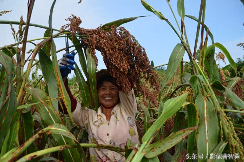 农村大姐自家地剪高粱,种的高粱带糯性,蒸出的高粱粑那才叫美味