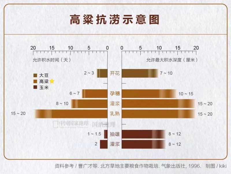 高粱耐涝.jpg