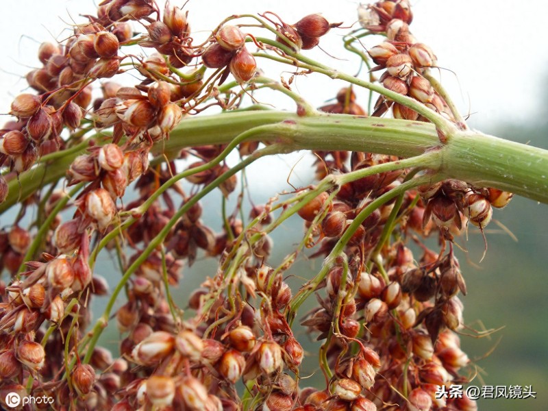 乡村植物美图:湖北宜昌农民种植的红高粱粒粒饱满