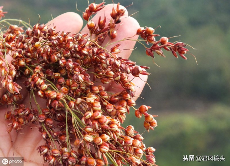 乡村植物美图:湖北宜昌农民种植的红高粱粒粒饱满