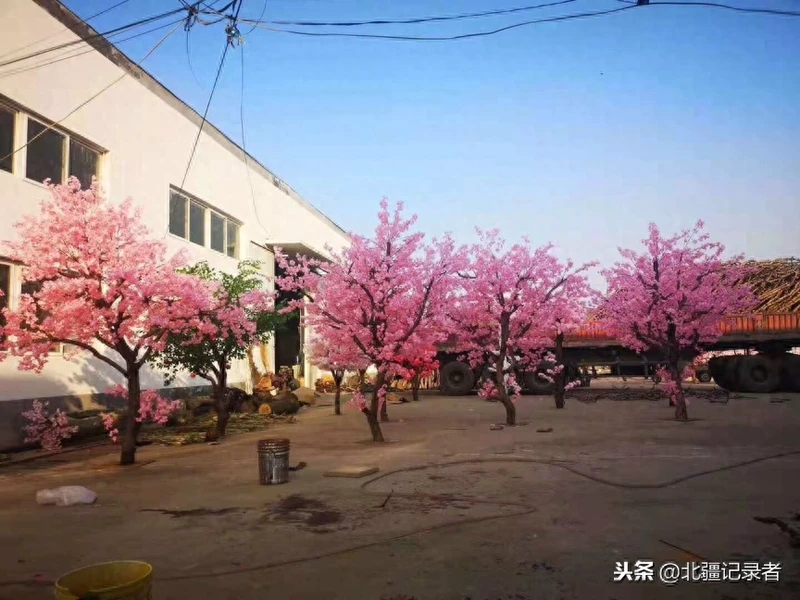 68岁农民成为全国“干花大王”,年销售额近三亿元,带领村民致富