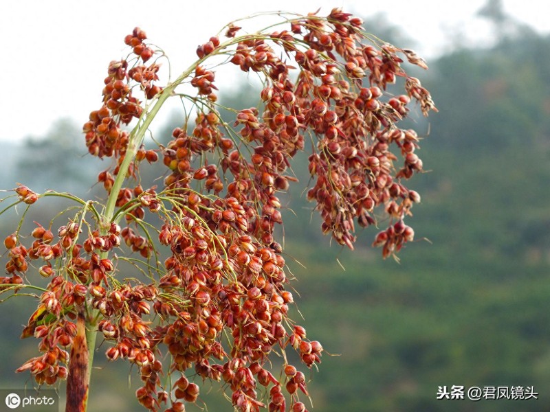 乡村植物美图:湖北宜昌农民种植的红高粱粒粒饱满