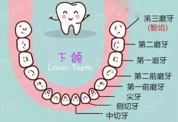 下颌牙齿的分类示意图