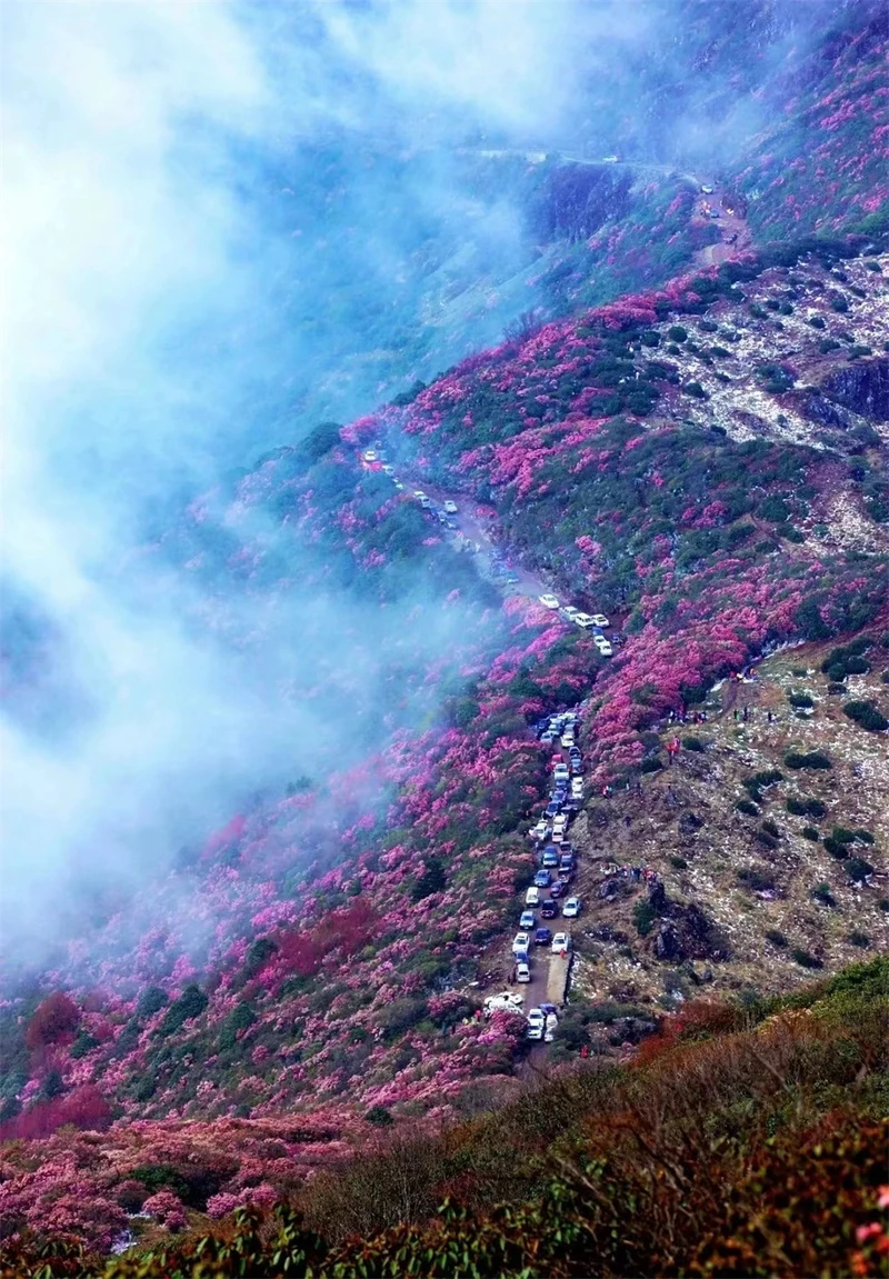 会理县龙肘山以“玉岭花海”闻名，.jpg
