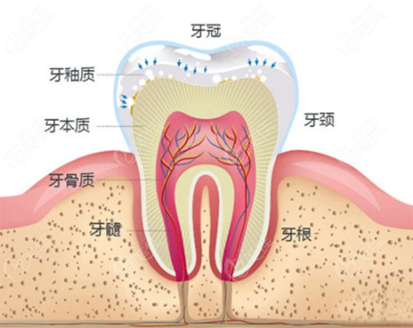 牙齿的横切面图片