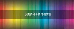 小麦价格今日行情河北