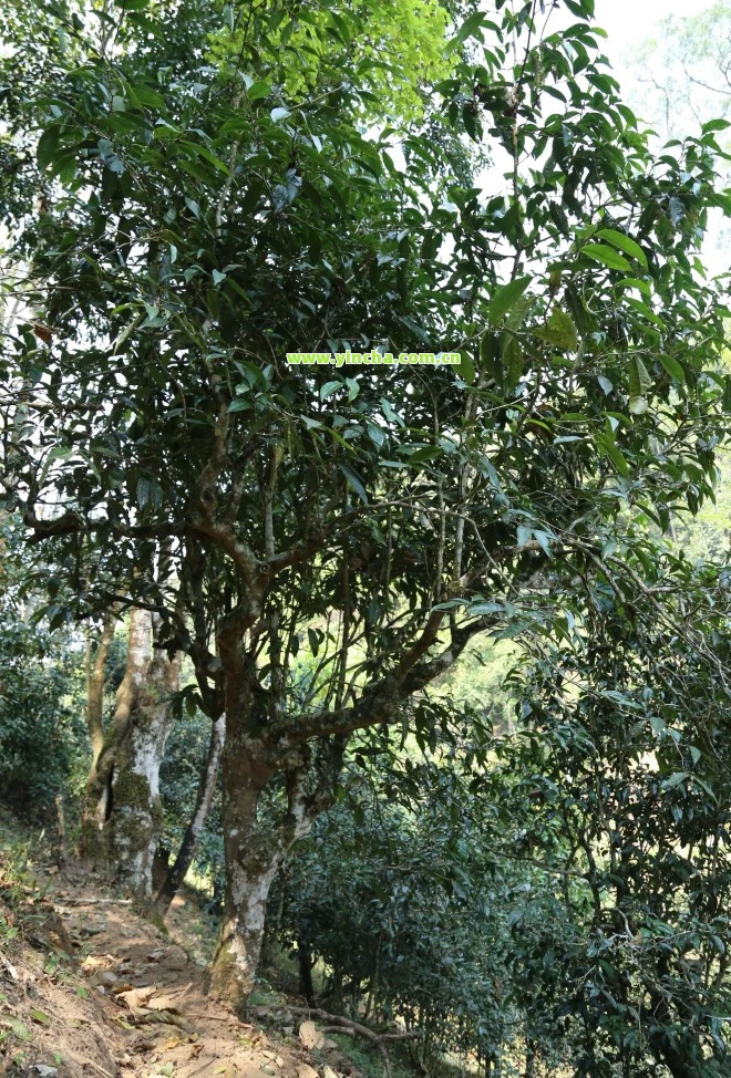 天门山高杆古树茶2022年最新报价表 天门山高杆古树茶2022年最新报价表