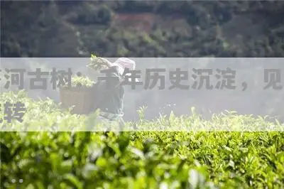 同菁河古树：千年历史沉淀，见证岁月流转