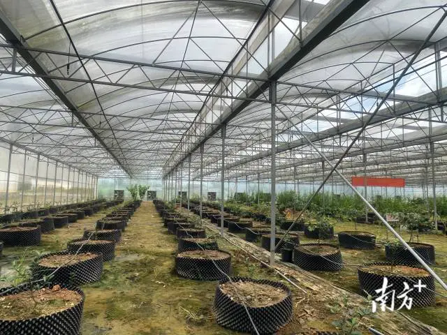 与乐昌农技驿站相距不足百米的育苗基地内，不少新引种的柑桔树苗已完成嫁接，静待移栽。