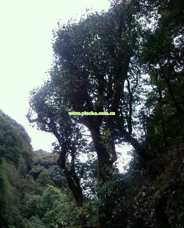 天门山高杆古树茶2022年报价-天门山高杆古树茶2022年报价表 天门山高杆古树茶2022年报价-天门山高杆古树茶2022年报价表