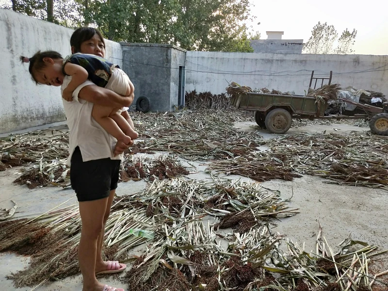 为什么那么多农村人愿意种高粱了，经济价值真的很高吗？