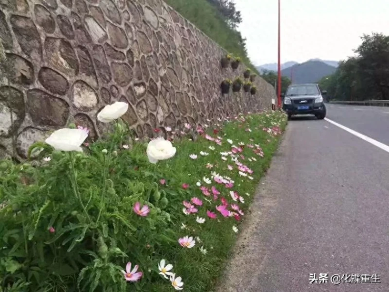 波斯菊----自由,纯洁,永远的快乐