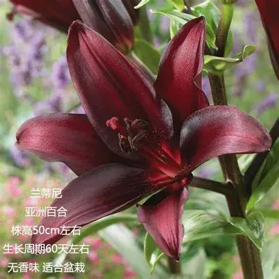 A、T、O、L、OT、OA、LA、LO……详解园艺百合9大门派