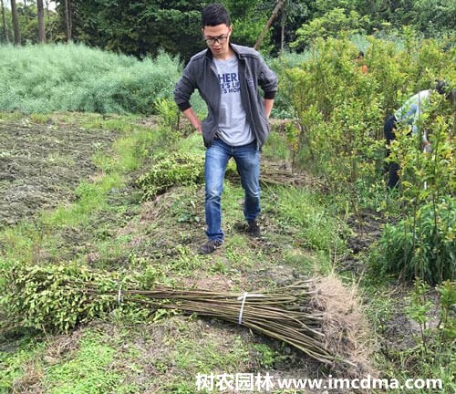 分规格紫薇树的购买栽植建议