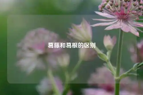 葛藤和葛根的区别