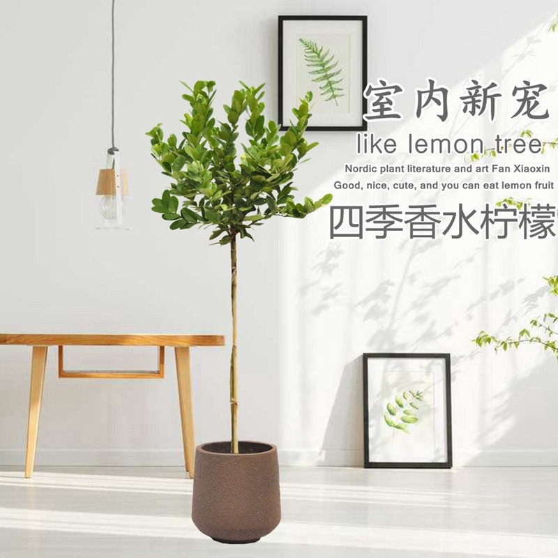 历时一年，记录种植一颗柠檬树的心路历程。