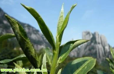 天门山高杆:价格、口感、古树与茶全面解析,一公斤古树茶售价2万 天门山高杆:价格、口感、古树与茶全面解析,一公斤古树茶售价2万