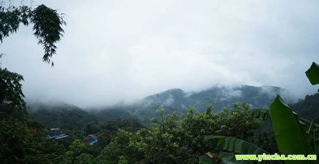 天门山高杆古树茶2022年最新报价表及图片 天门山高杆古树茶2022年最新报价表及图片