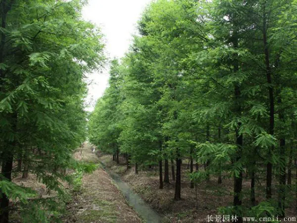 水杉树图片水杉树基地实拍