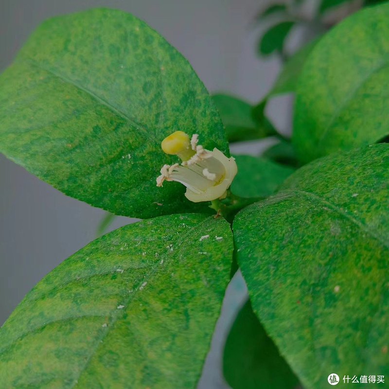 历时一年，记录种植一颗柠檬树的心路历程。