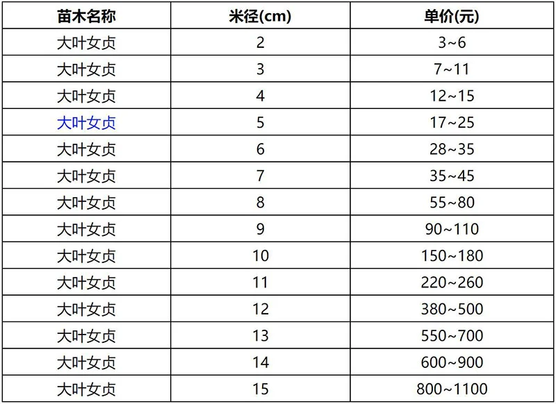 2022年春季大叶女贞报价表