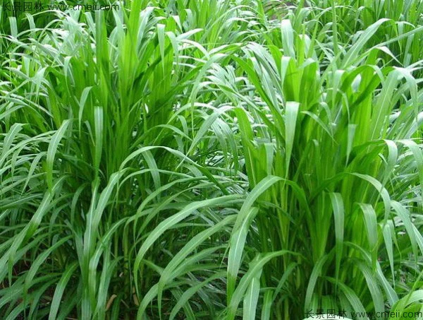 高产牧草皇竹草图片 高产牧草皇竹草图片