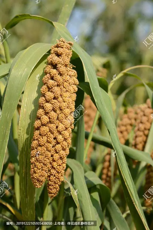 摘要:谷子和谷子是中国南北地区非常常见的食材,它们在口感和营养价值上有何区别?到底谷子和谷子哪个更美味呢?本文将详细探讨这两种食材的不同之处,并给出自己的看法