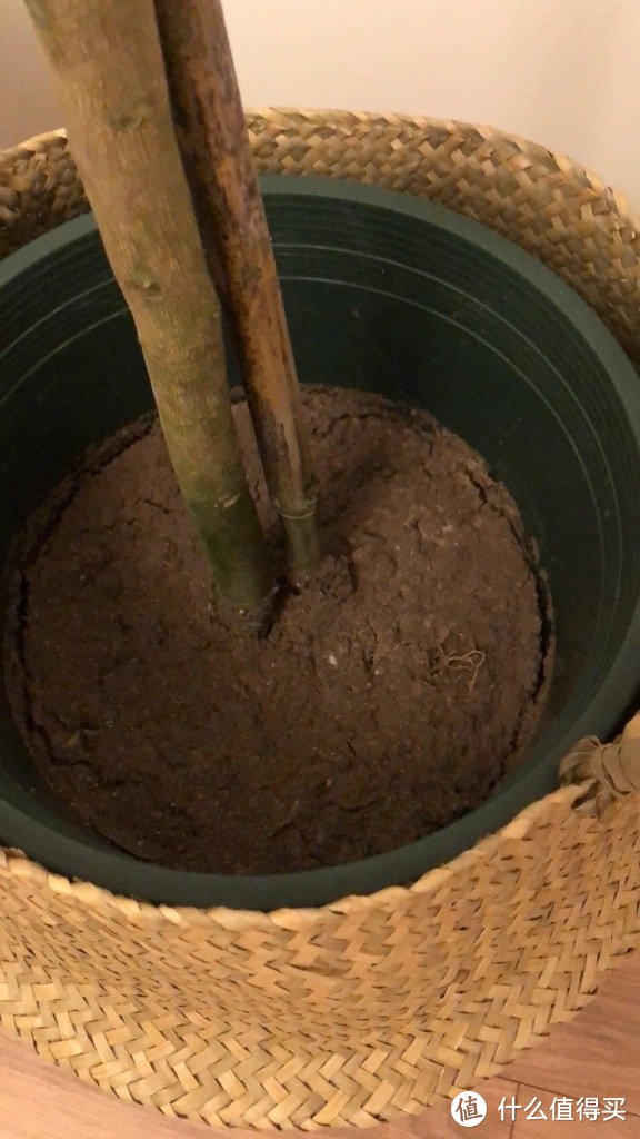 历时一年，记录种植一颗柠檬树的心路历程。