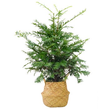 历时一年，记录种植一颗柠檬树的心路历程。