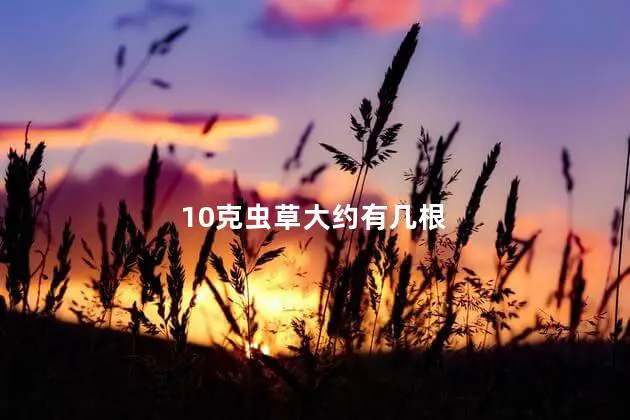 10克虫草大约有几根
