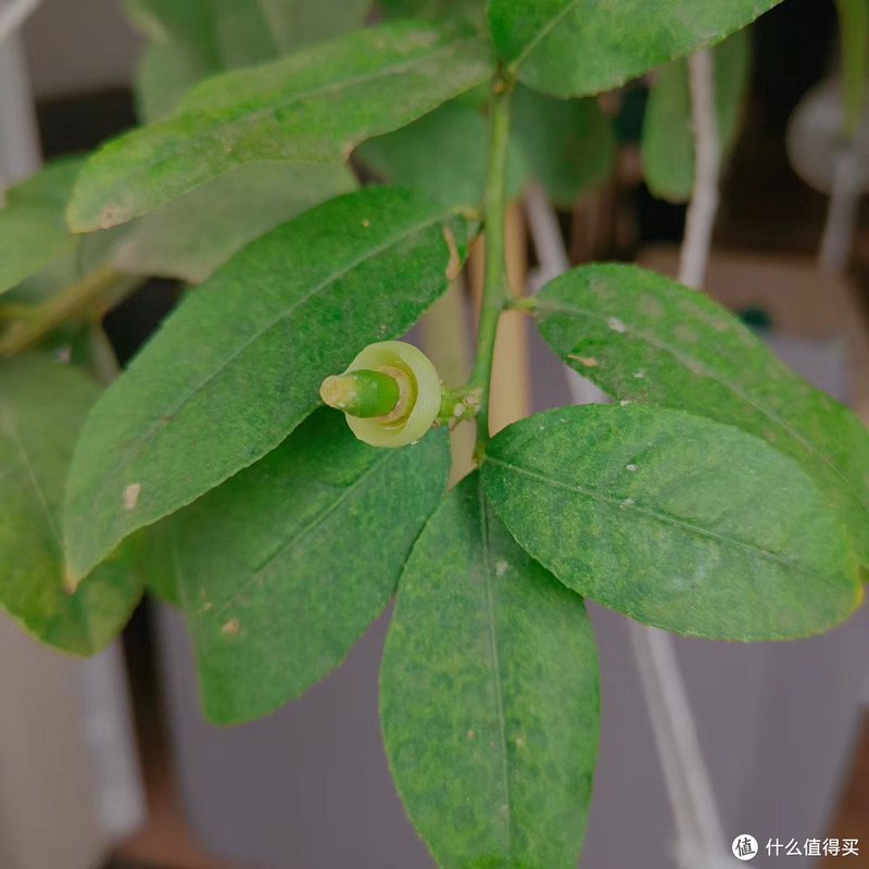 历时一年，记录种植一颗柠檬树的心路历程。