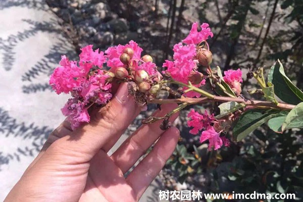 速生紫薇