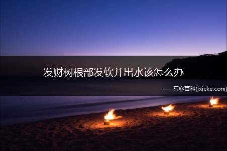 发财树根部发软并出水该怎么办