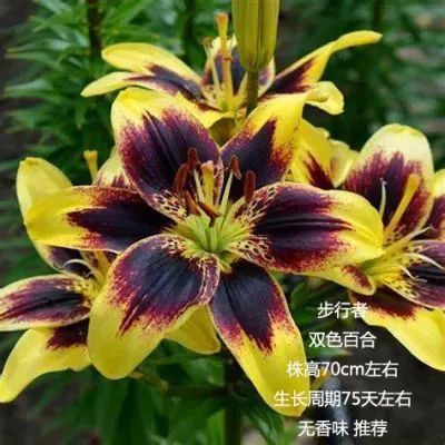 A、T、O、L、OT、OA、LA、LO……详解园艺百合9大门派