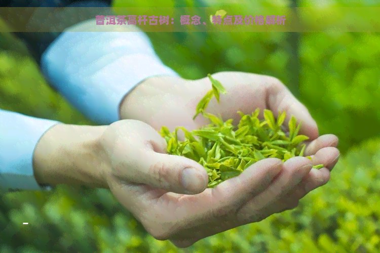 普洱茶高杆古树：概念、特点及价格解析