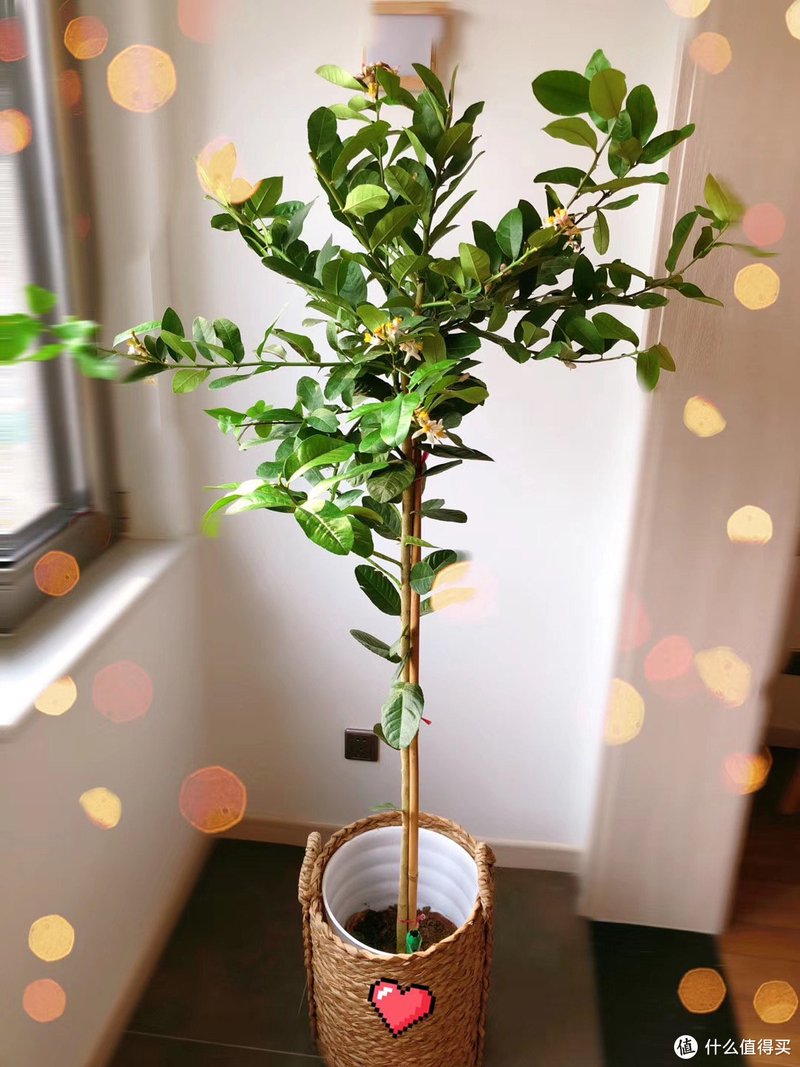 历时一年，记录种植一颗柠檬树的心路历程。