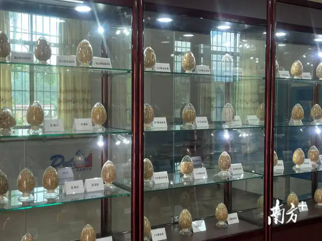 连山农技驿站致力于优质丝苗米品种定向改良工作，站内设有优质水稻品种展示区。