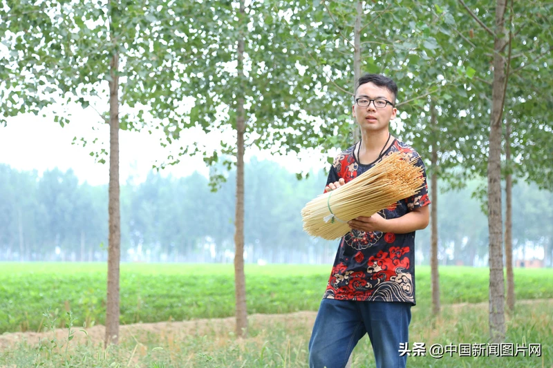 河南农村小伙用麦秸秆做吸管 月销百万根