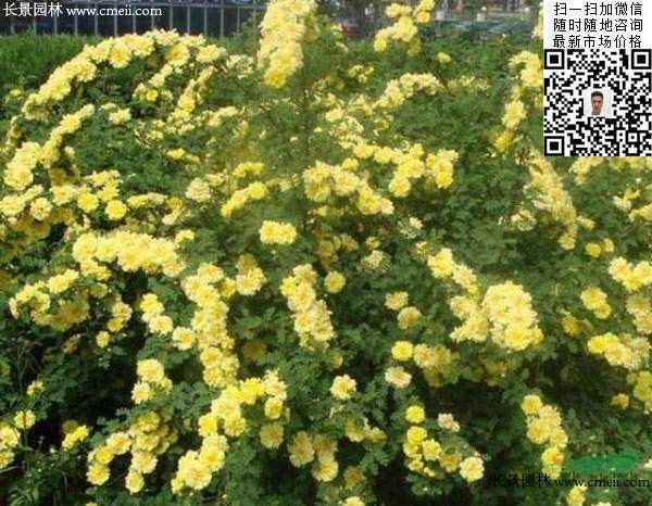 刺玫花图片