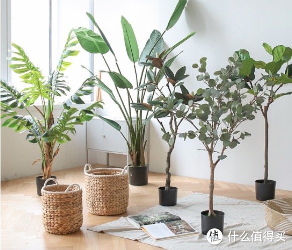 历时一年，记录种植一颗柠檬树的心路历程。