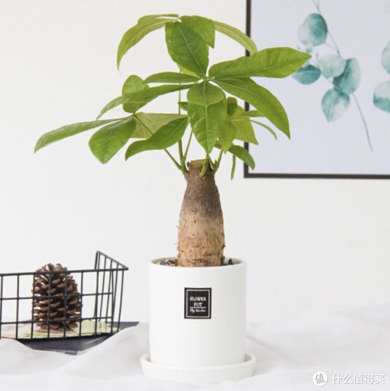 历时一年，记录种植一颗柠檬树的心路历程。