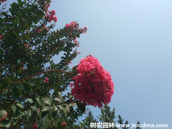 树形特点