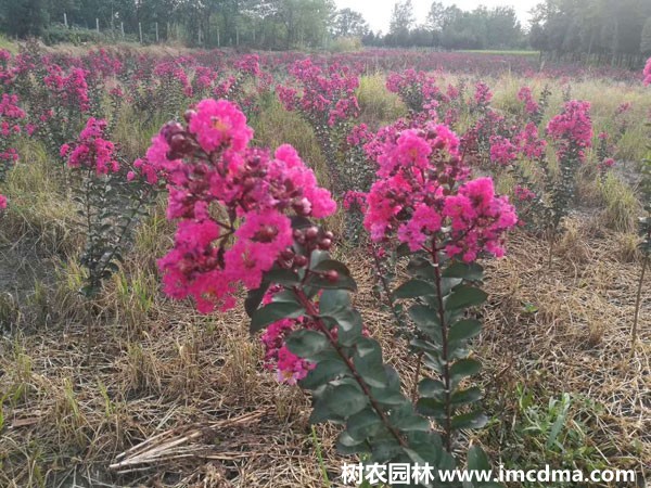 基地种植紫薇树品种特点