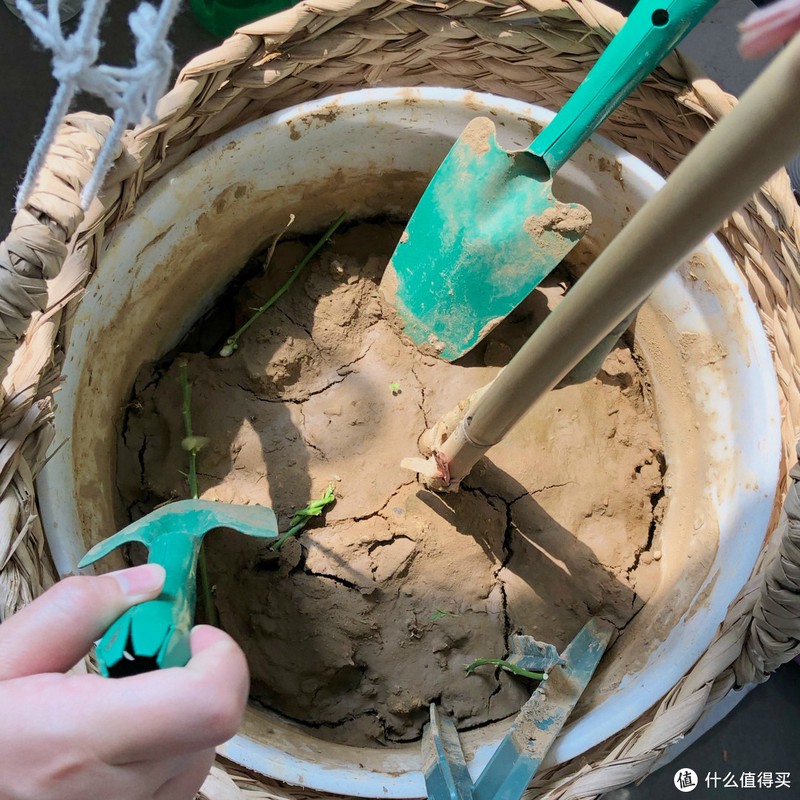 历时一年，记录种植一颗柠檬树的心路历程。