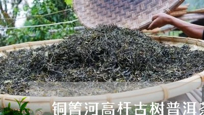铜箐河高杆古树普洱茶/2023072358485 铜箐河高杆古树普洱茶/2023072358485