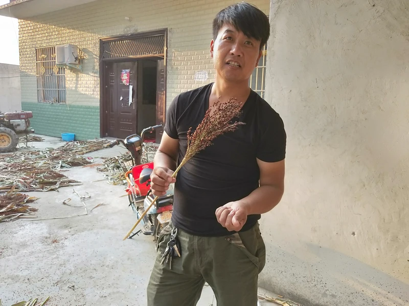 为什么那么多农村人愿意种高粱了，经济价值真的很高吗？