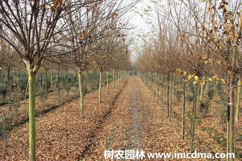 高杆4公分紫薇树价格